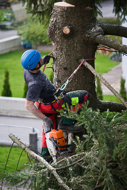 Tree and Shrub Care in Morristown, NJ