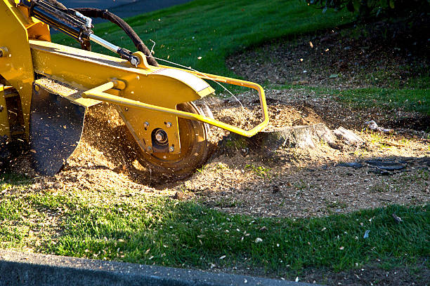 Mulching Services in Morristown, NJ